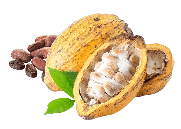 Cacao