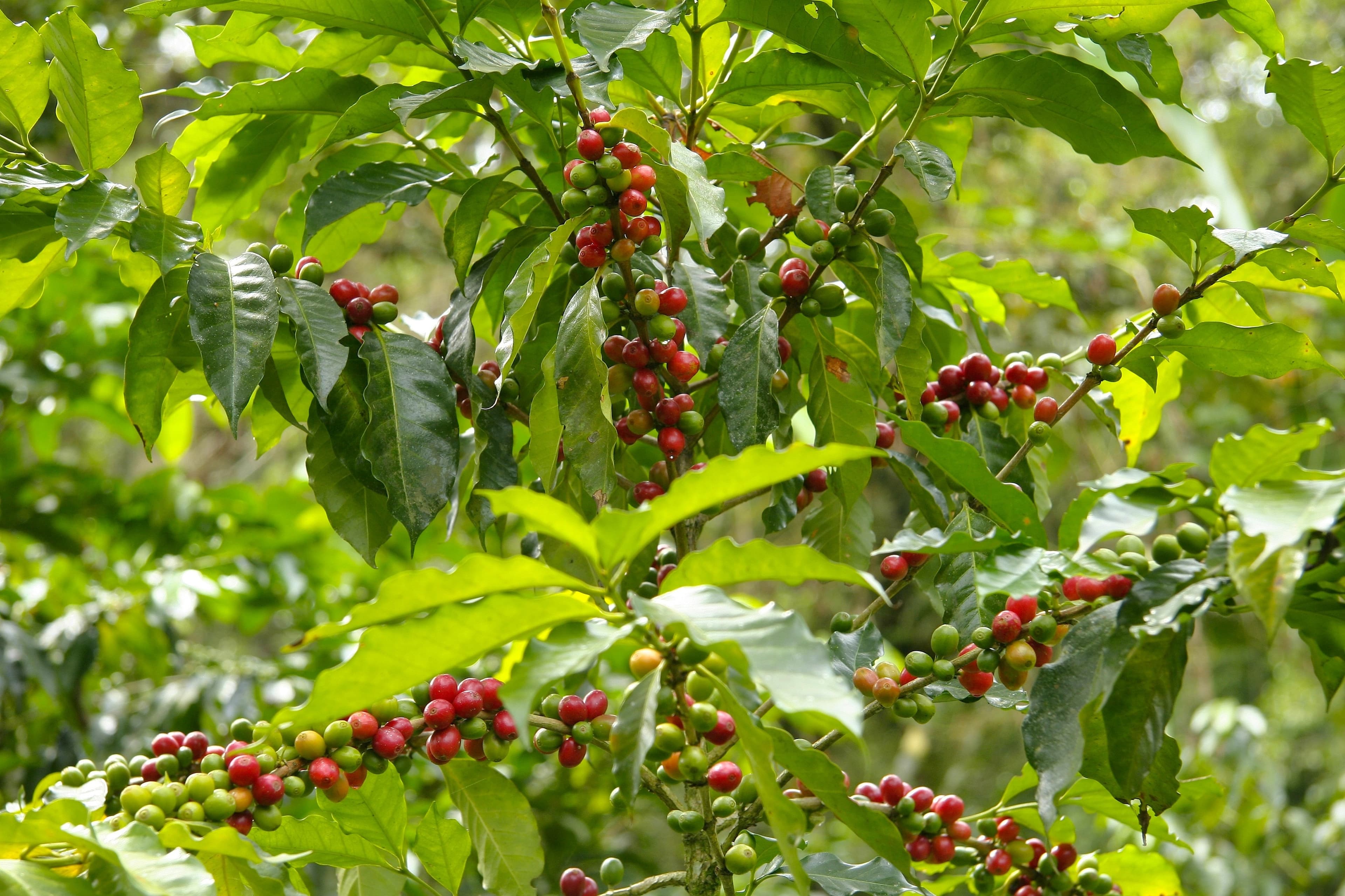 Cerises de café sur le caféier
