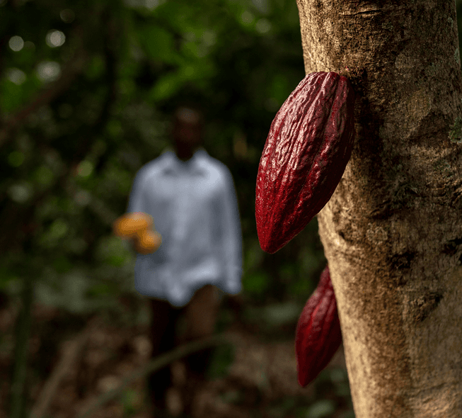 Historique du Conseil du Café-Cacao