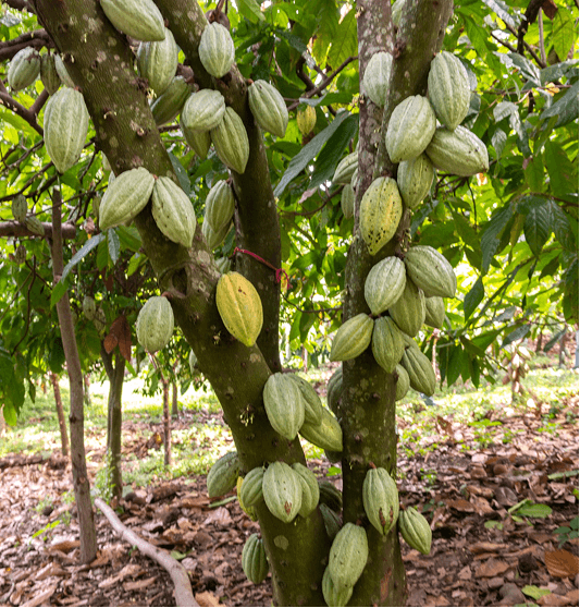 Cacao ivoirien
